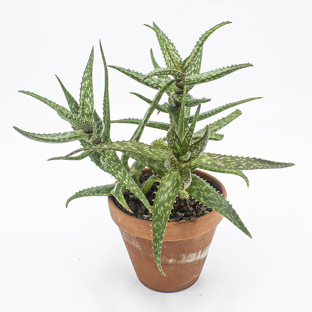 Aloe Ruxin