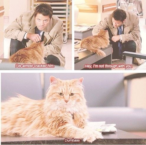 Castiel The Cat