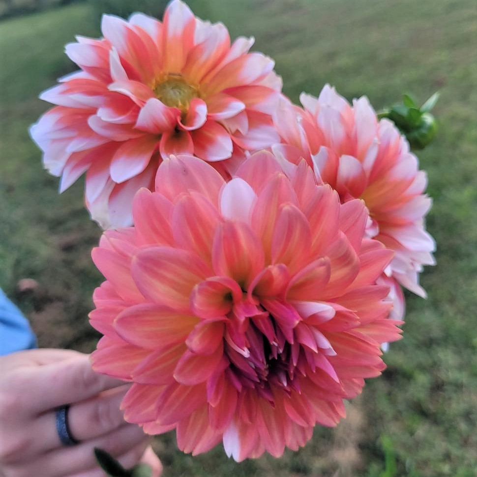 Dahlia La Mode
