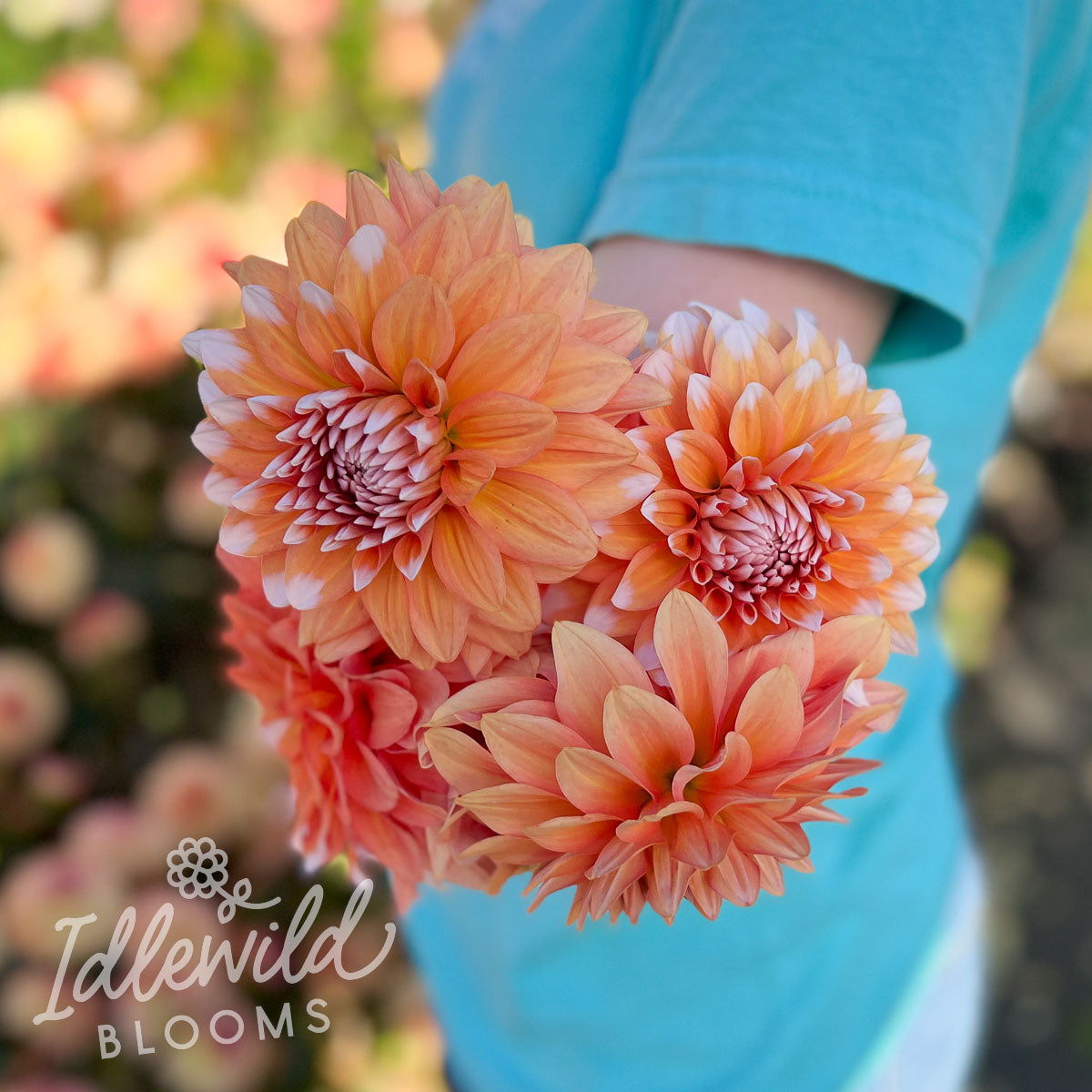 Dahlia La Mode