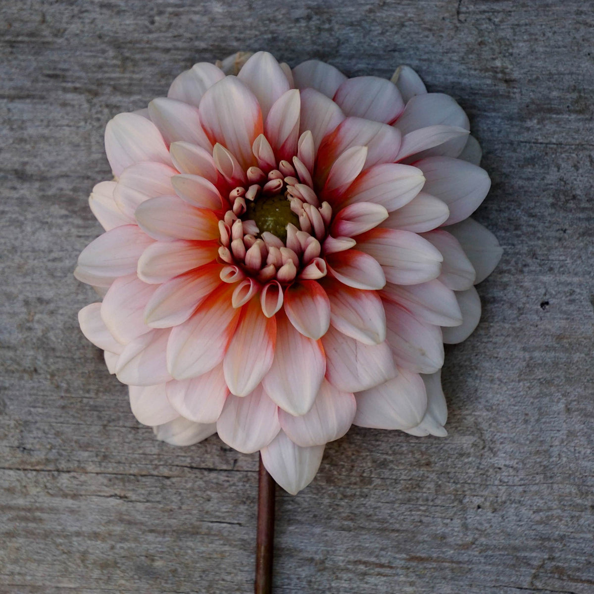 Dahlia La Mode