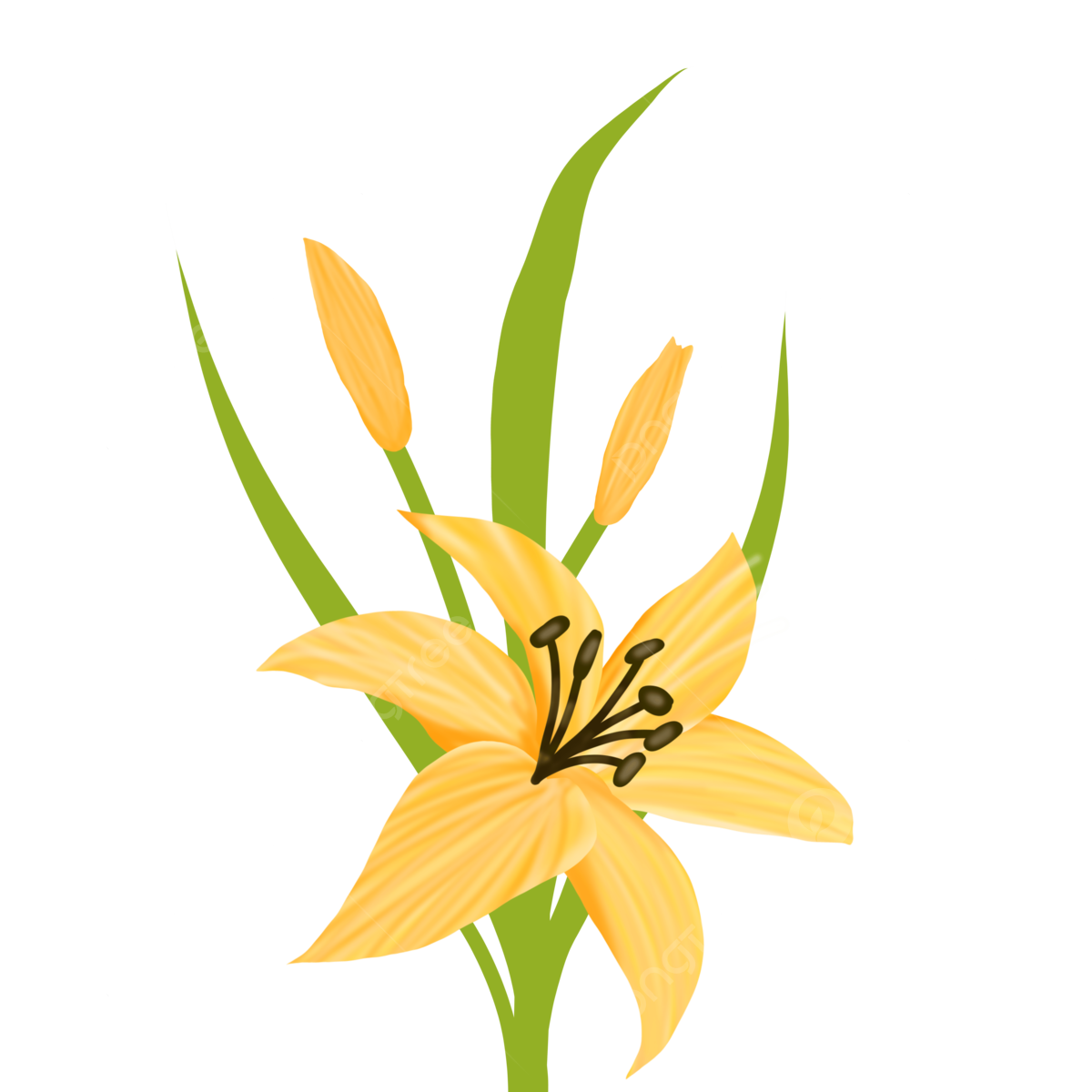 Lily T