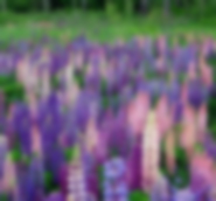 Lupine Fields