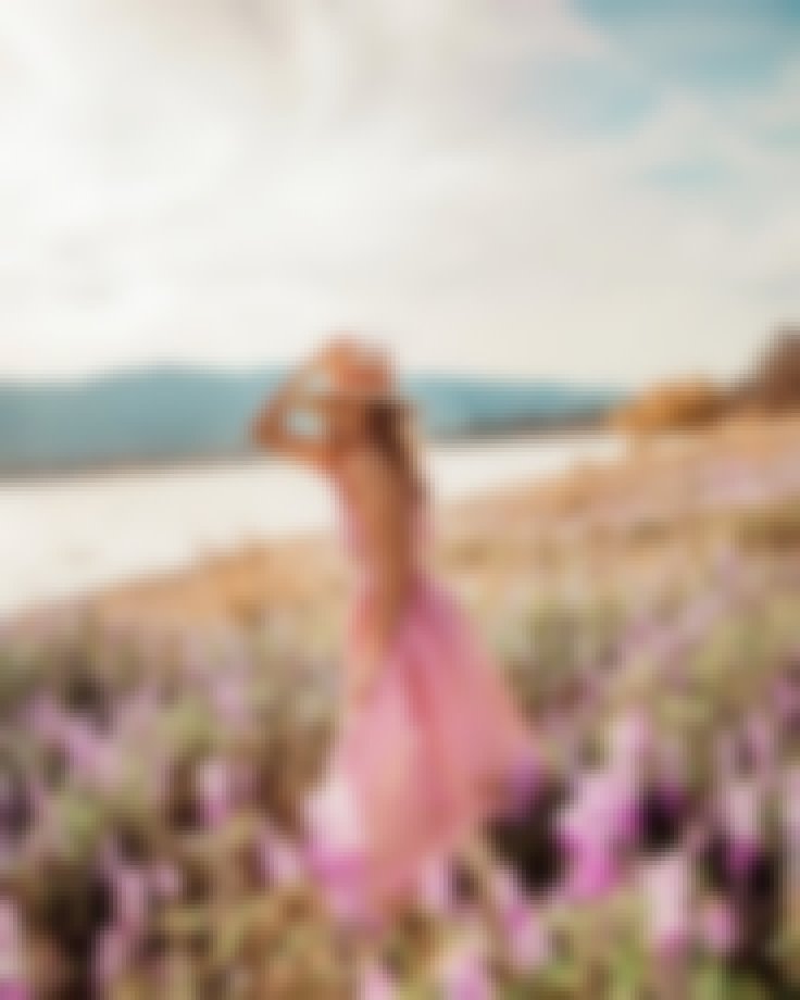 Lupine Fields