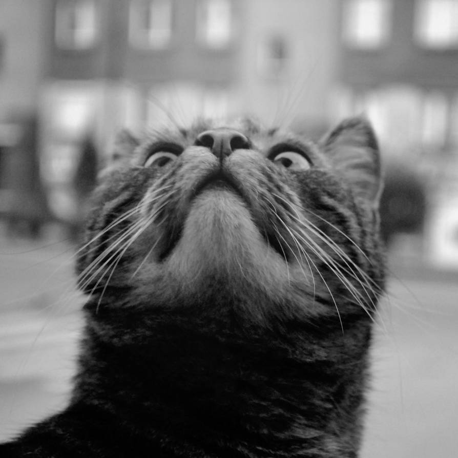 Mia Meow