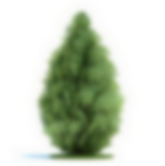 Noel Cypress