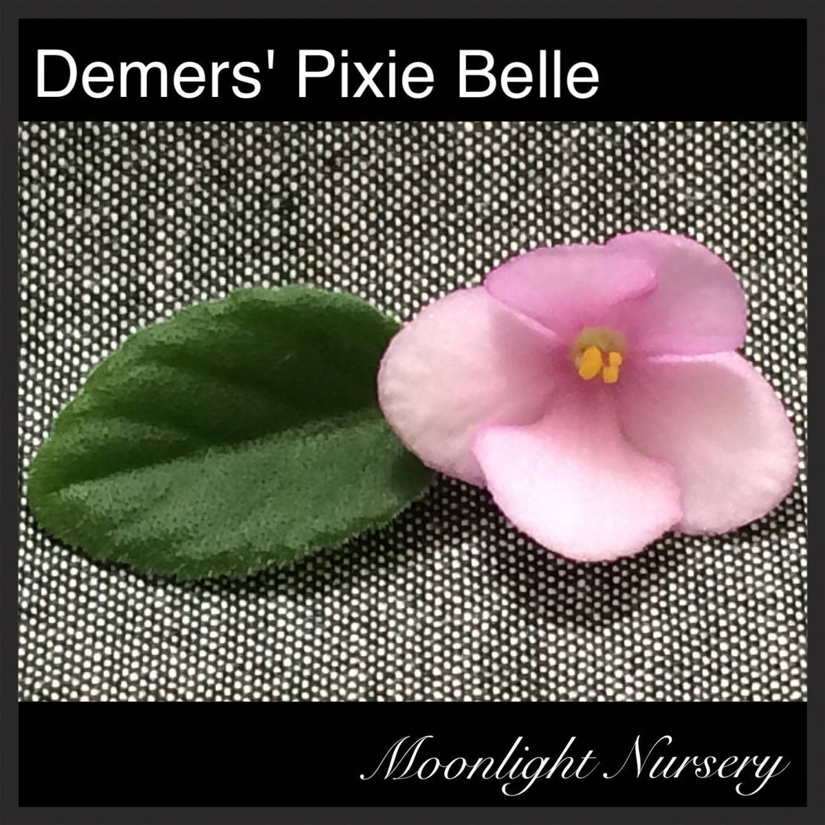 Pixie Belle