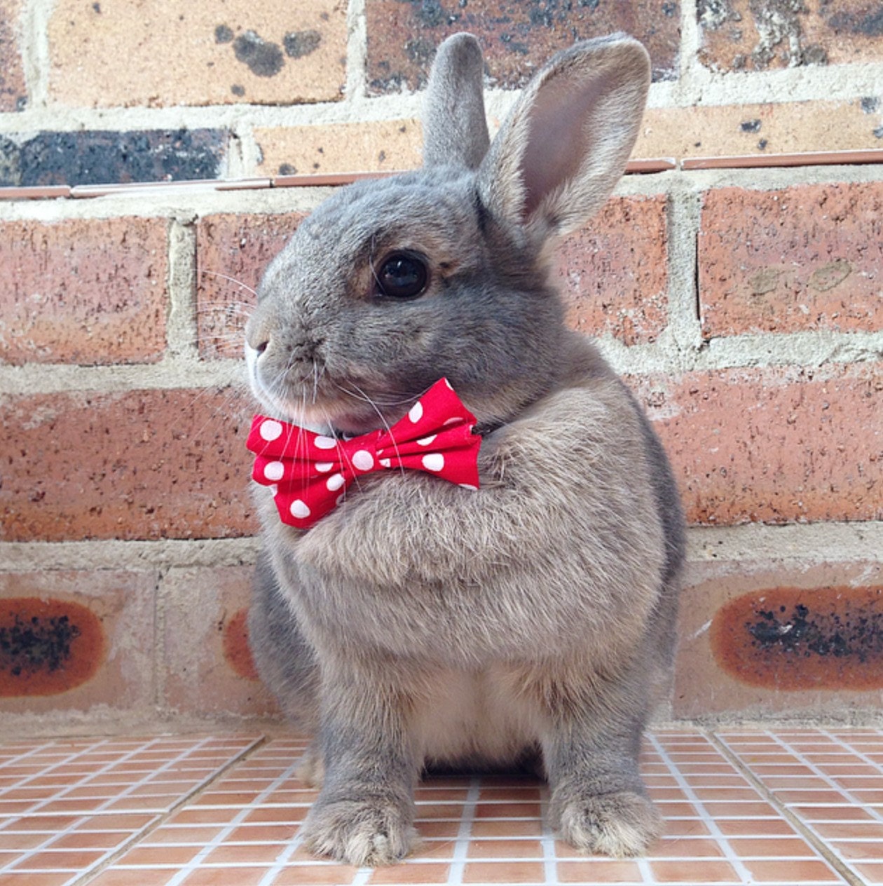 Sexy Rabbit