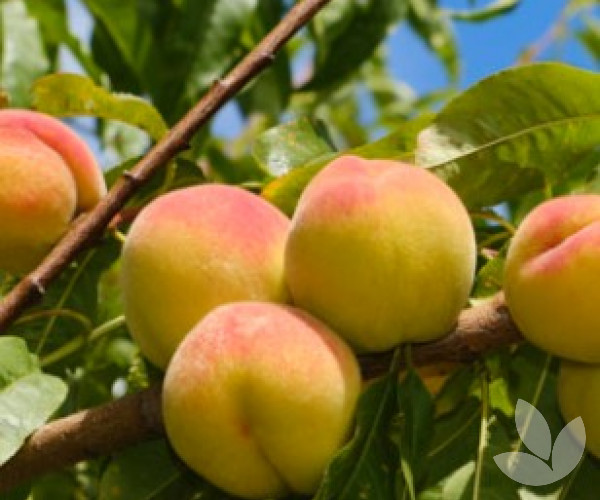 The Peach Queen