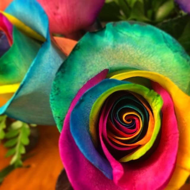 Unicorn Roses