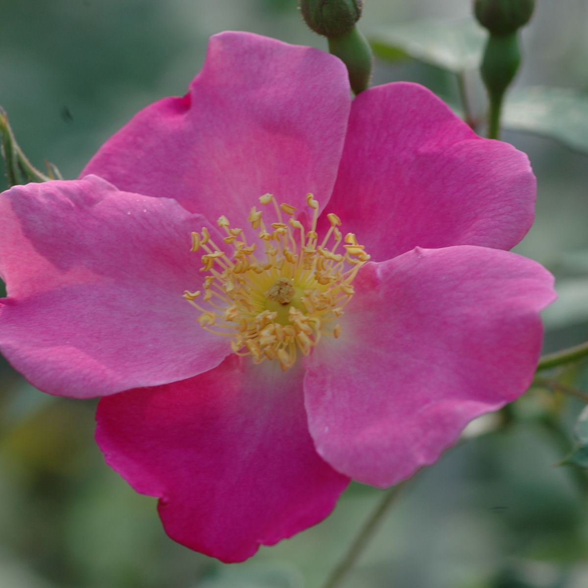 Vanity Rose