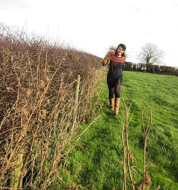 Willow Reeds