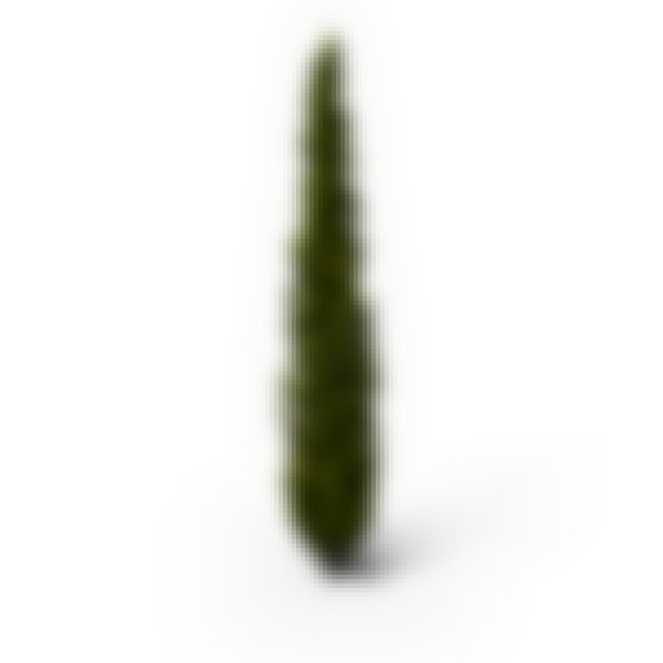 Noel Cypress