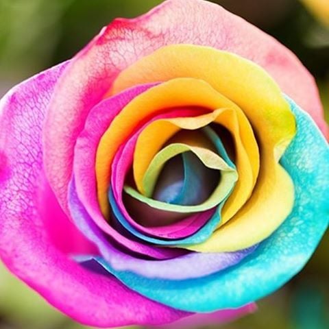 Unicorn Roses